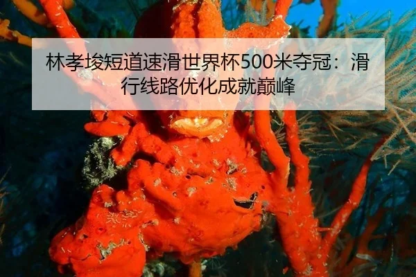 林孝埈短道速滑世界杯500米夺冠：滑行线路优化成就巅峰